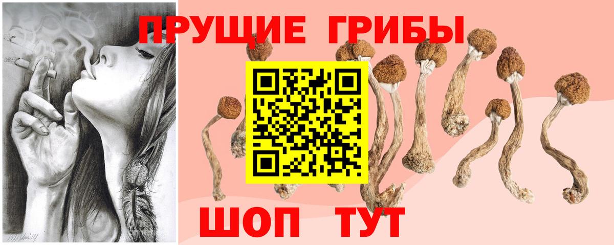 Псилоцибиновые грибы Psilocybe Барабинск